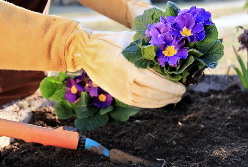 Grass repair and garden upkeep in Brockley