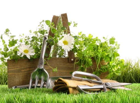 Flower beds and shrub care during garden maintenance in Brockley